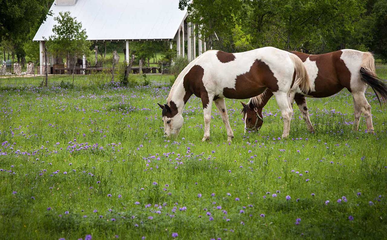 New-braunfels-country
